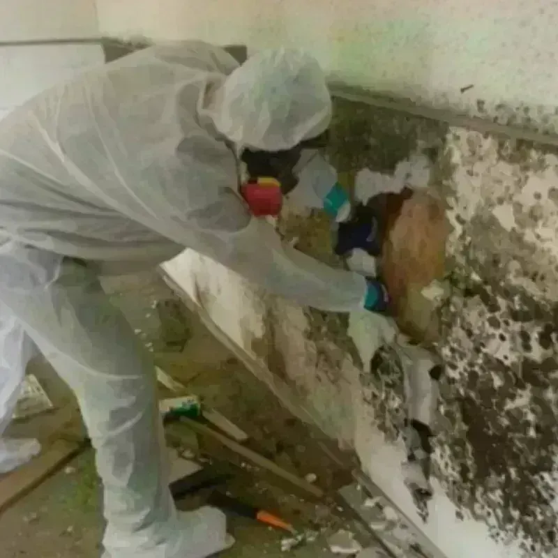 Mold Remediation and Removal in East Greenville, PA